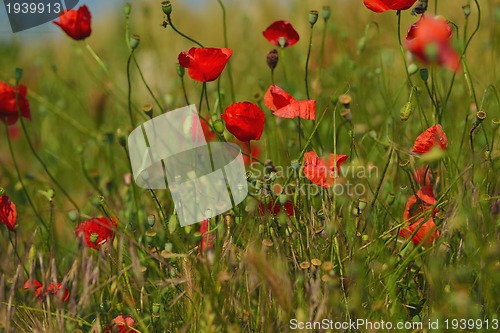 Image of puppy flower field background