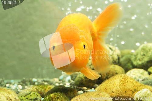 Image of Lion head goldfish