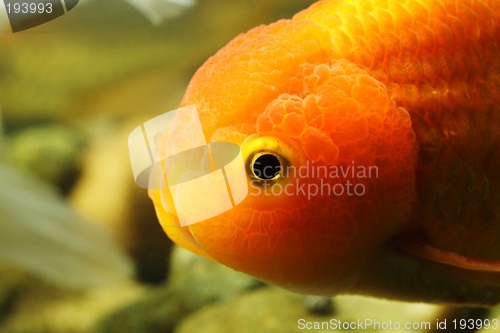 Image of Lion head goldfish
