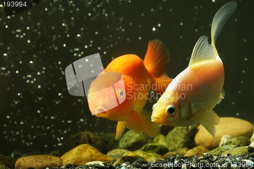 Image of Fancy goldfish