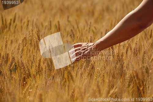Image of hand in wheat field