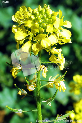 Image of Flower in the sun