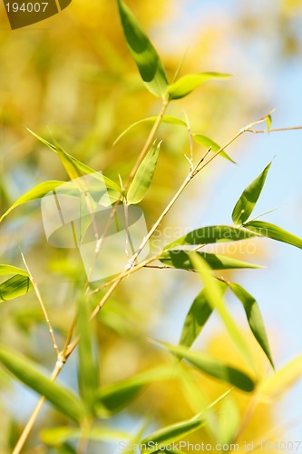 Image of Bamboo