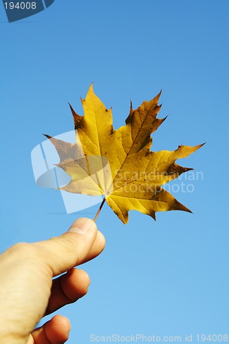 Image of Maple leaf