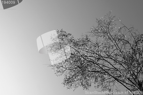 Image of Falling leaves