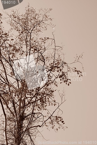 Image of Sepia tree