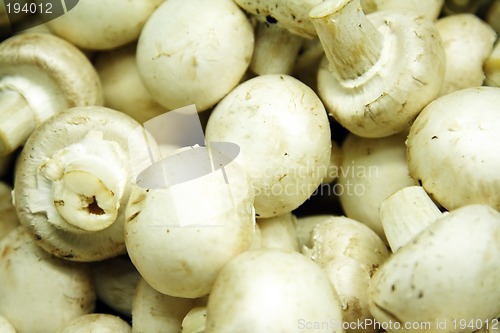 Image of Mushrooms