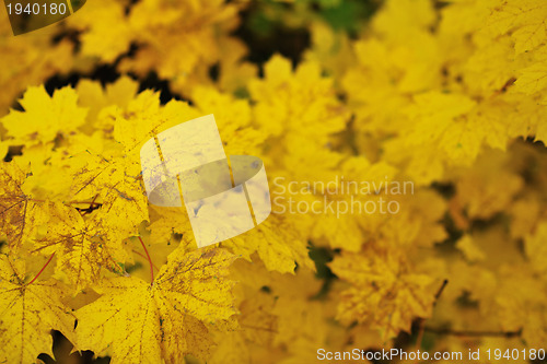 Image of autumn orange leafs background