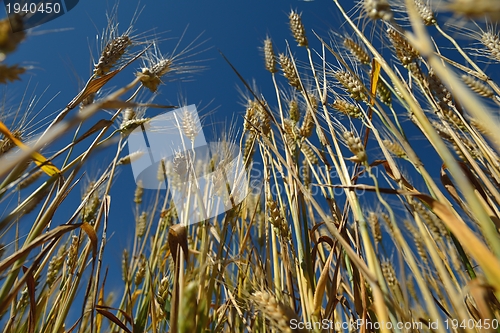 Image of wheat field with blue sky in background