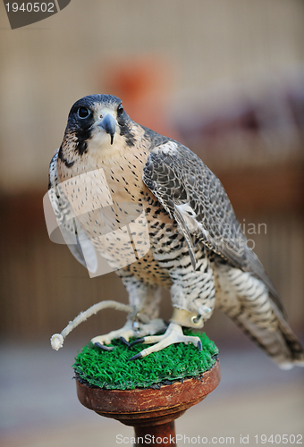 Image of arab falcon bird