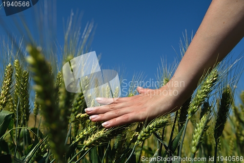 Image of Hand in wheat field