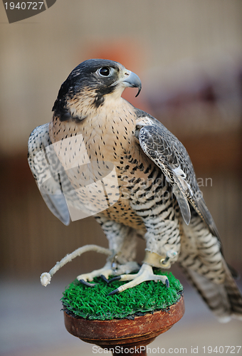 Image of arab falcon bird