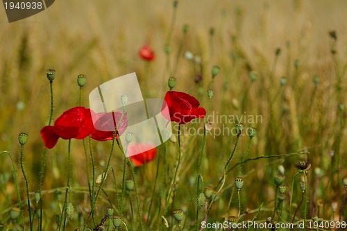 Image of puppy flower field background