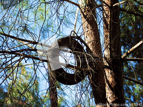 Image of Wheels on trees. Nicosia. Cyprus