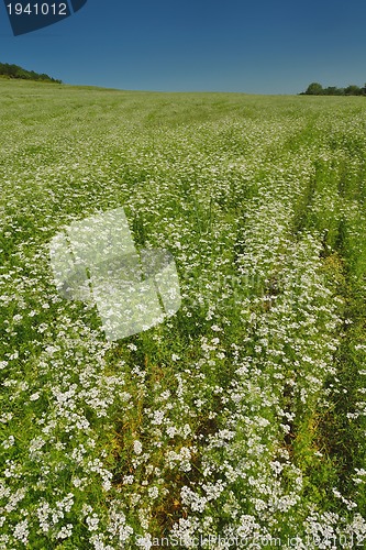 Image of Young happy woman in green field