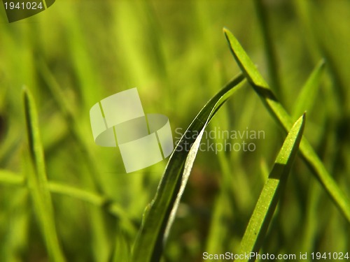 Image of green grass background