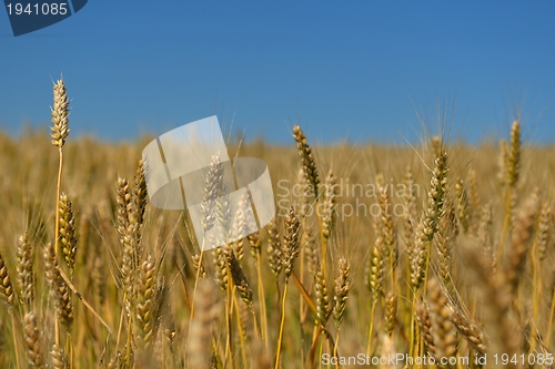 Image of wheat field with blue sky in background