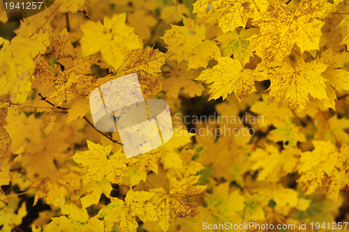 Image of autumn orange leafs background