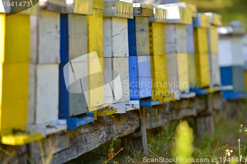 Image of honey bee home in nature