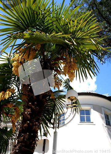 Image of Blooming palm tree