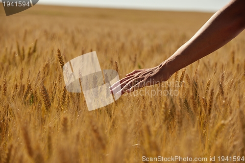 Image of hand in wheat field