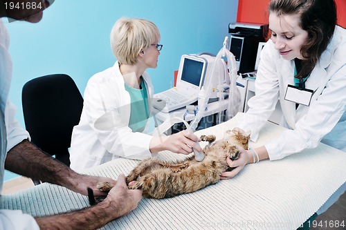 Image of veterinarian and assistant in a small animal clinic