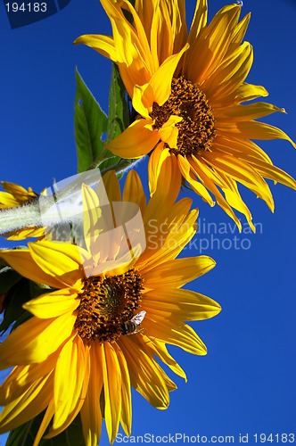 Image of Sunflowers