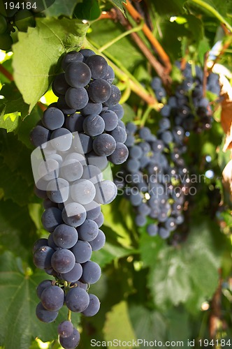 Image of Grape