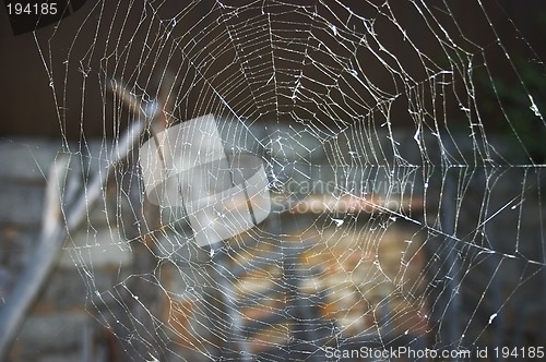 Image of Spider web