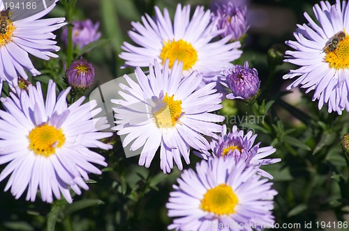 Image of Chrysanthemum.