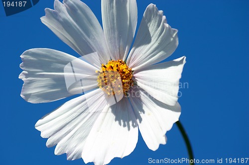 Image of Cosmea flower.