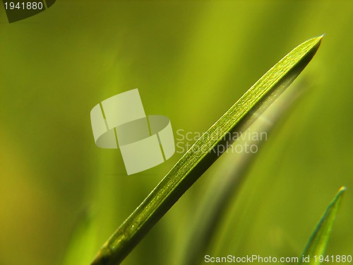 Image of green grass background