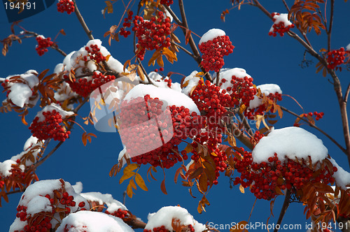 Image of Ashberry under the snow