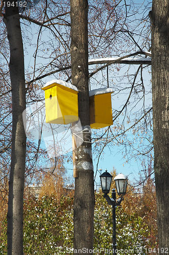 Image of Birdhouses by the birch.