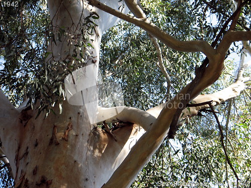 Image of Tree detail