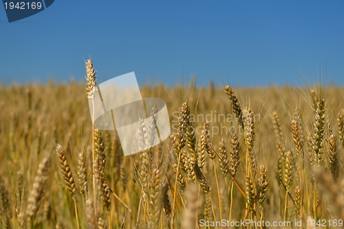 Image of wheat field with blue sky in background