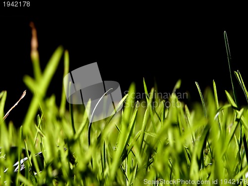 Image of green grass background