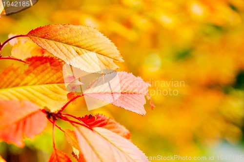 Image of autumn orange leafs background