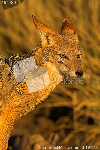 Image of Portrait of a jackal