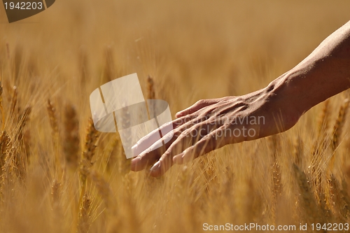 Image of hand in wheat field