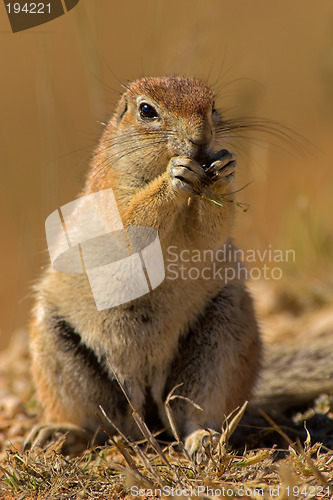 Image of Portrait of a whistling rat