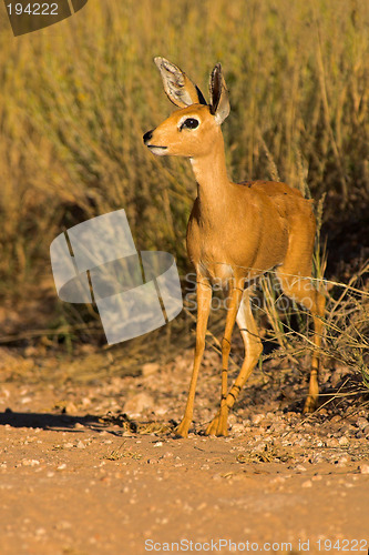 Image of Portrait of a steenbuck