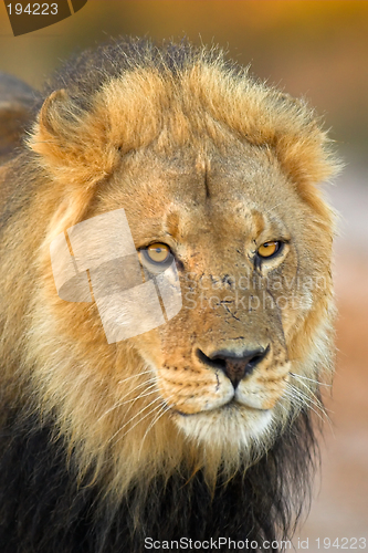 Image of Portrait of a lion