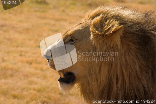 Image of Portrait of a lion