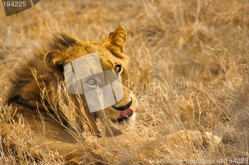 Image of Portrait of a lion