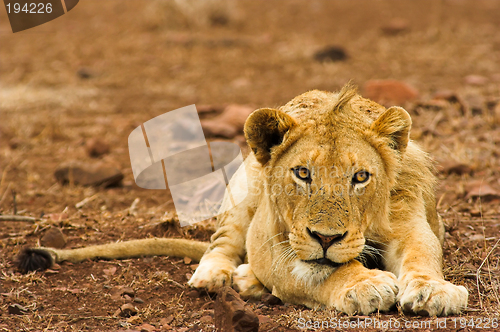 Image of Portrait of a lion