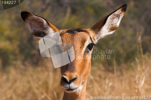 Image of Portrait of an impala