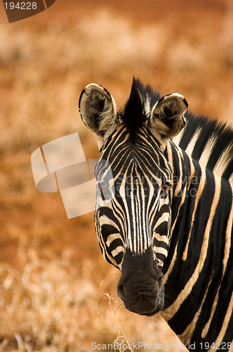Image of Portrait of a zebra