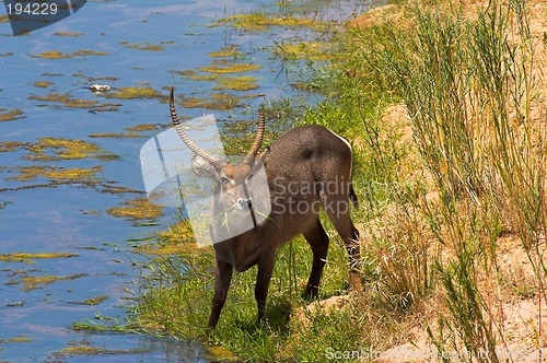 Image of Portrait of a waterbuck