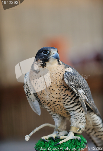 Image of arab falcon bird